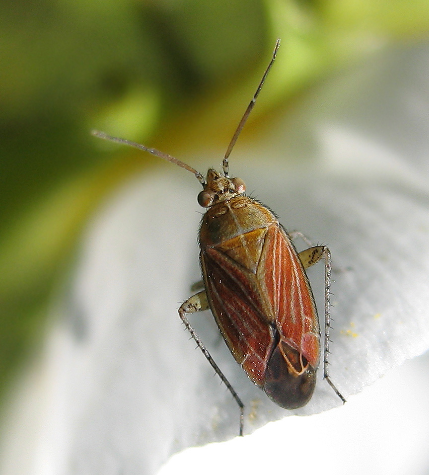 Un piccolo gioiello di Heterottero: Pachyxyphus lineellus