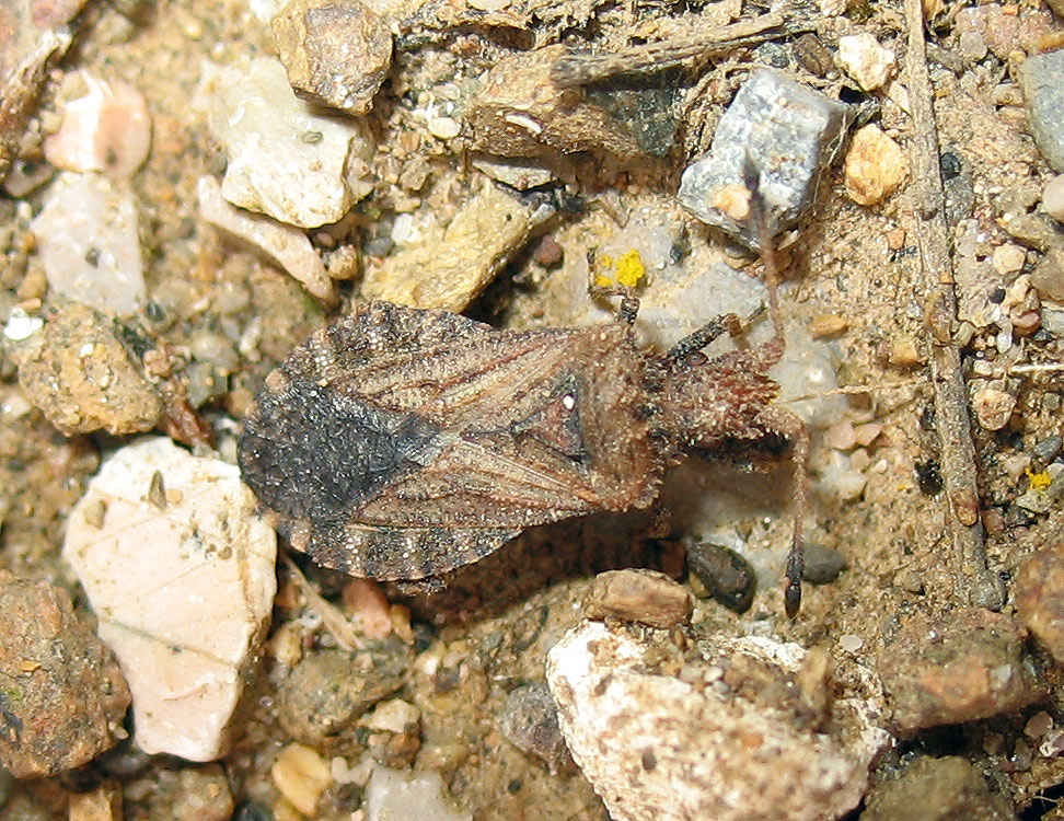 HETEROPTERA: CHIAVI DICOTOMICHE