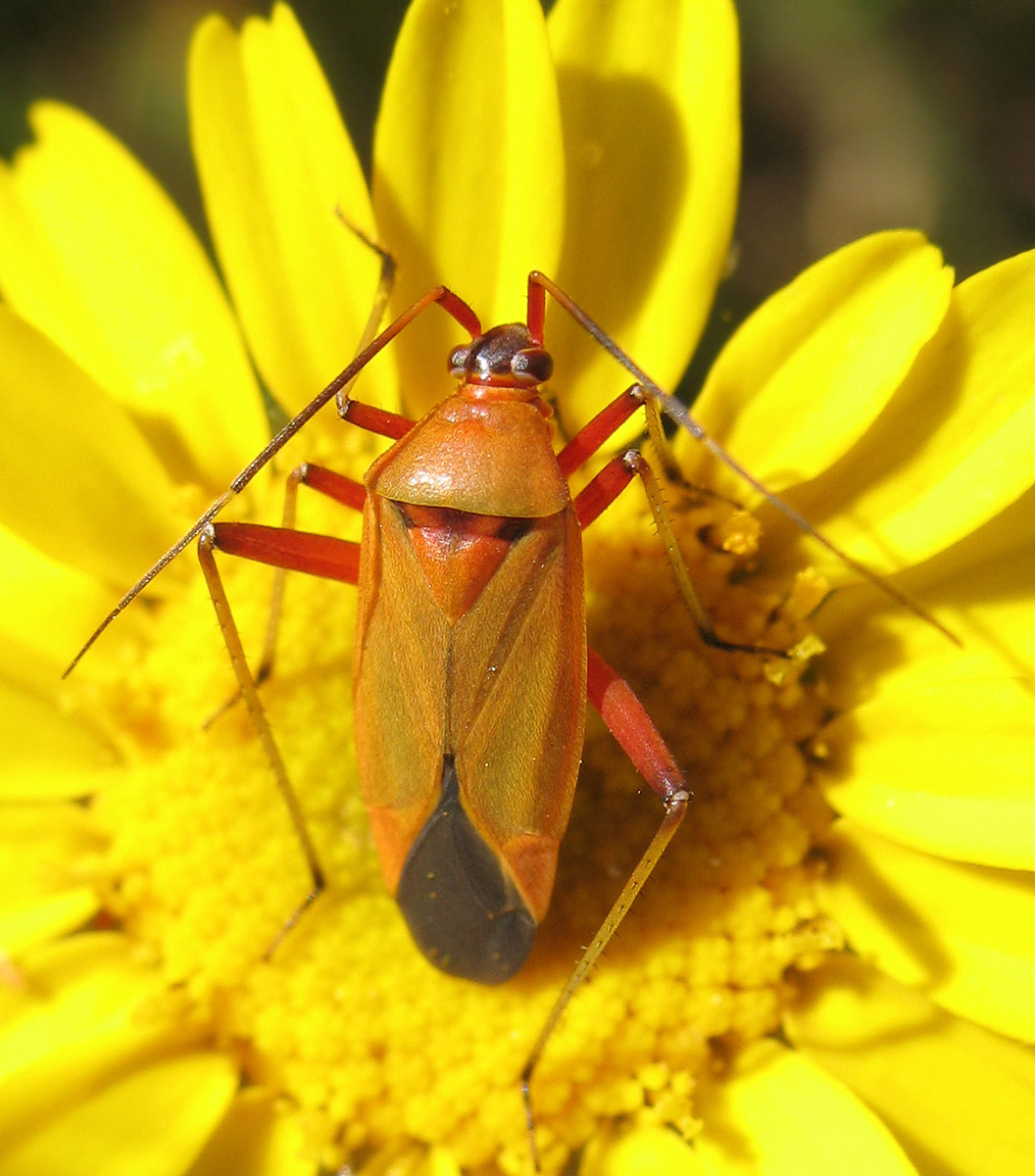 Calocoris nemoralis f. erytrocephala