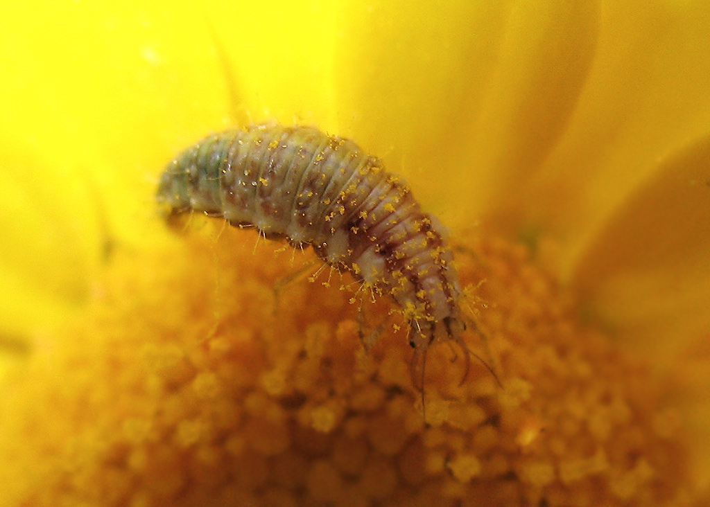 Chrysoperla larva