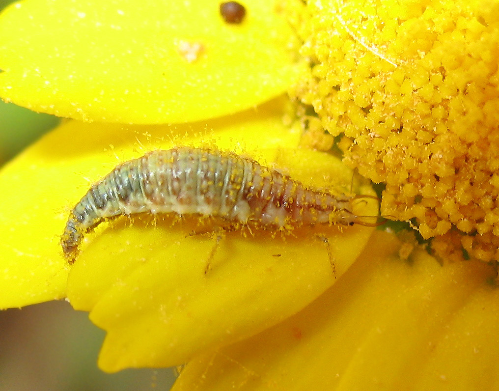 Chrysoperla larva