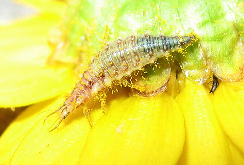 Chrysoperla larva