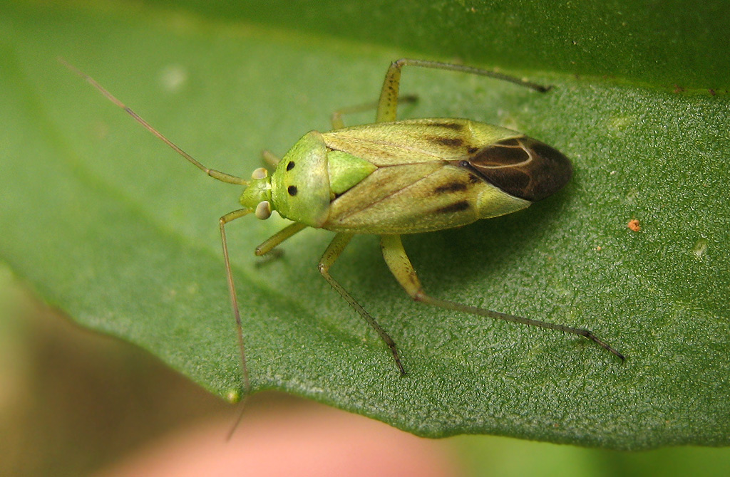 Closterotomus norwegicus