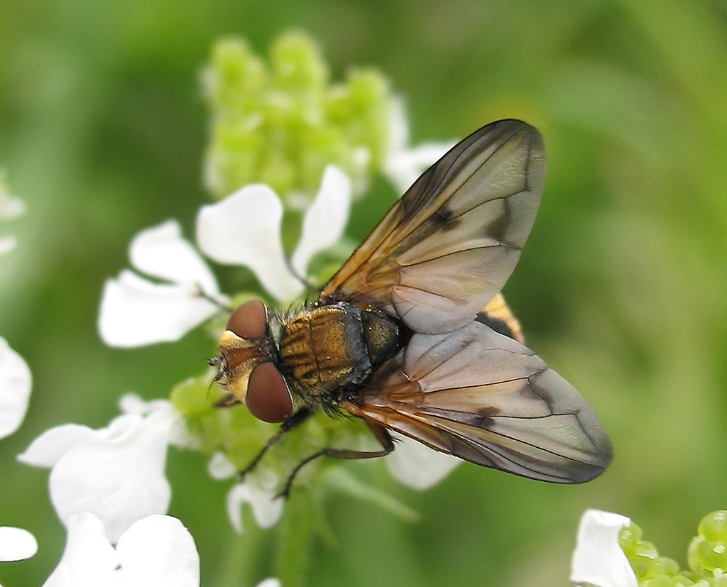 Ectophasia sp.?