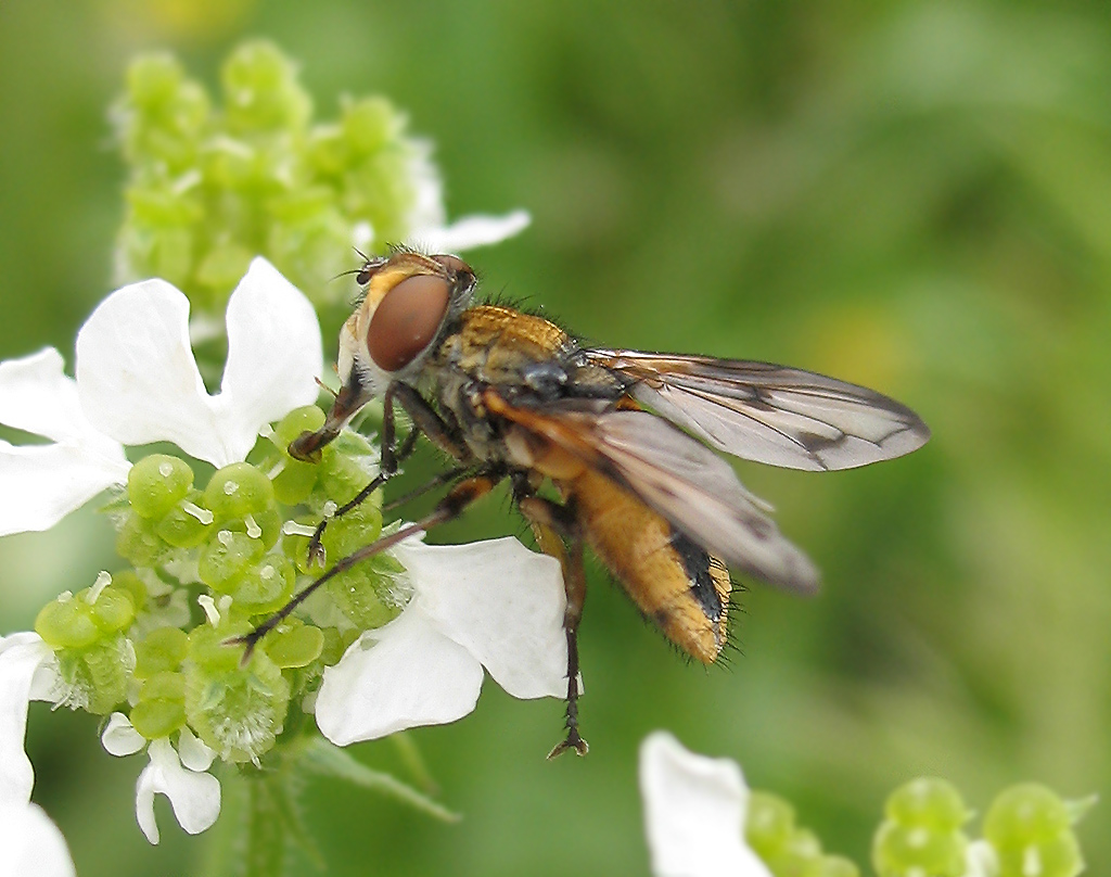 Ectophasia sp.?