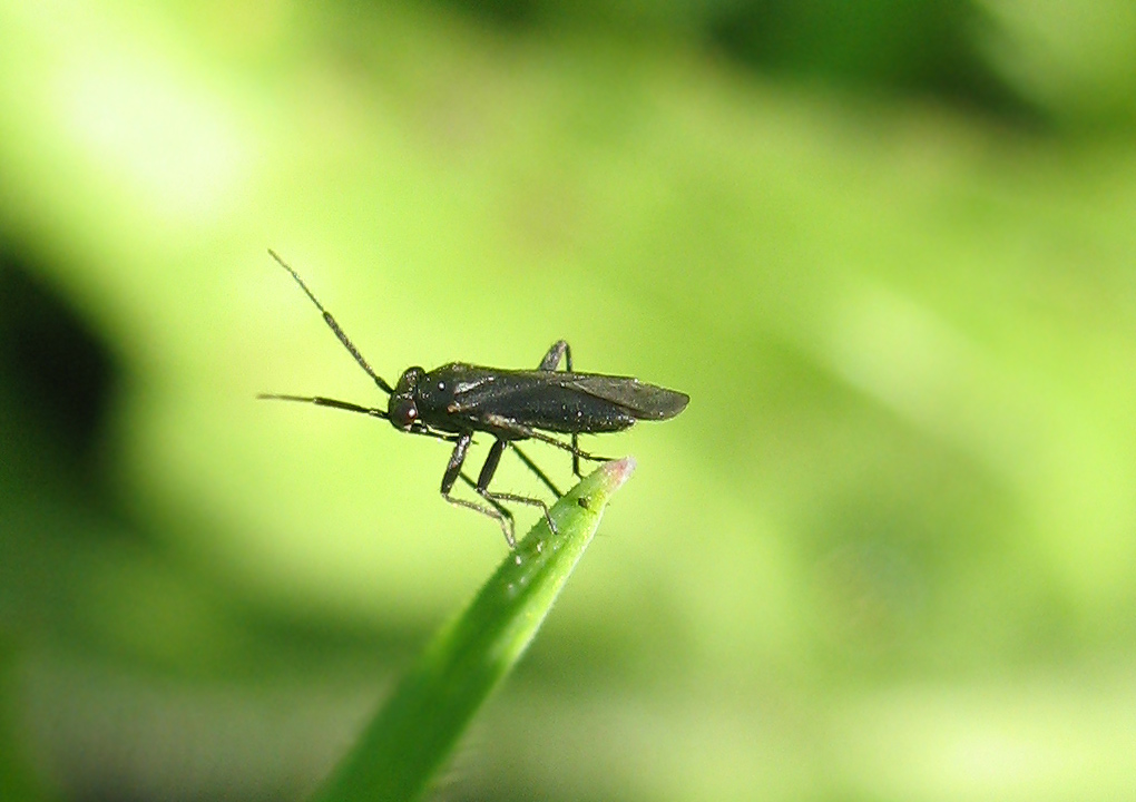 Pachytomella passerinii