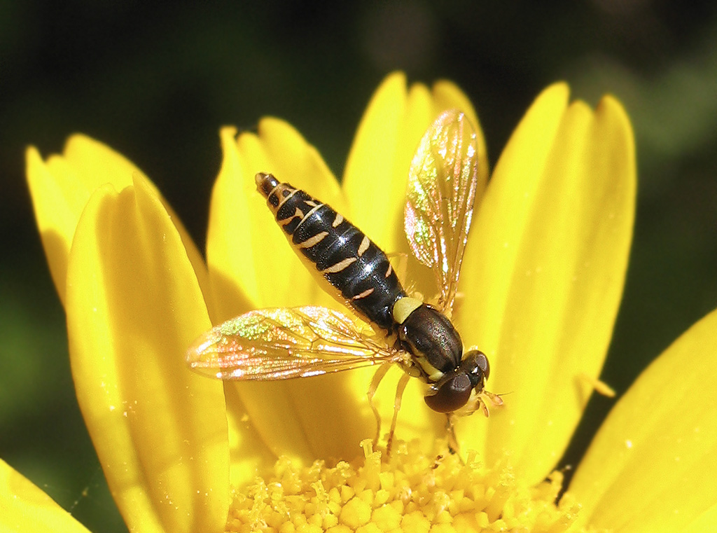 Sphaerophoria sp.