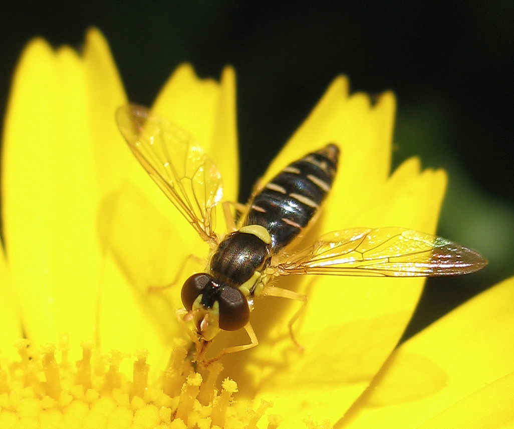 Sphaerophoria sp.