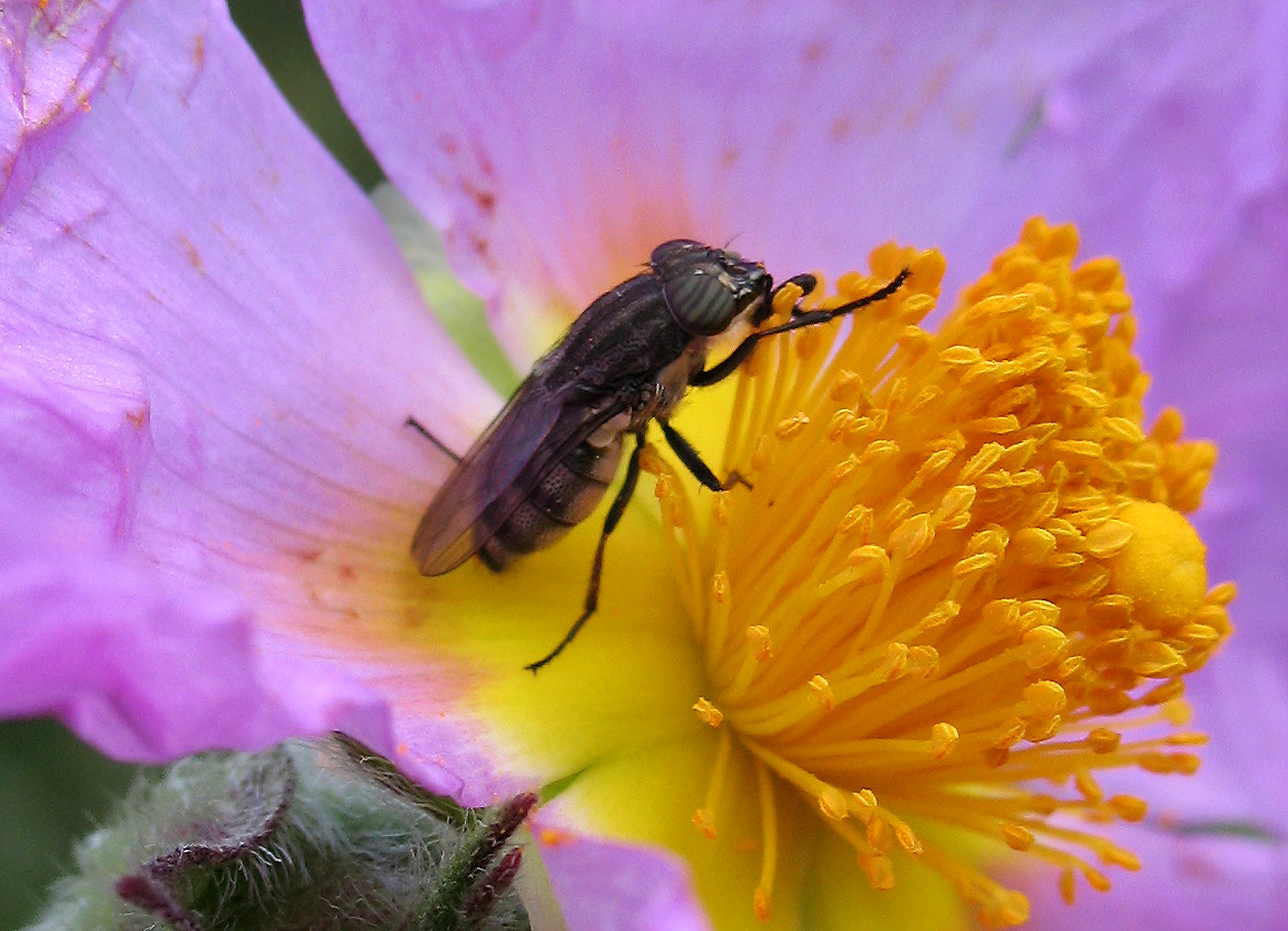 Calliphoridae: Stomorhina lunata.