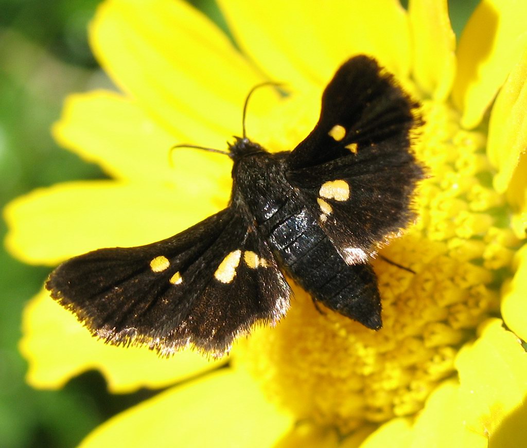 Thyris fenestrella melanica