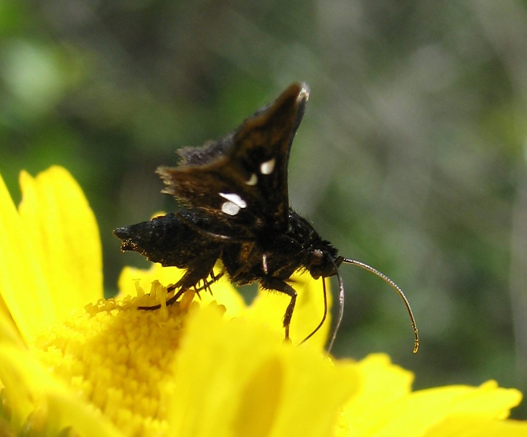 Thyris fenestrella melanica