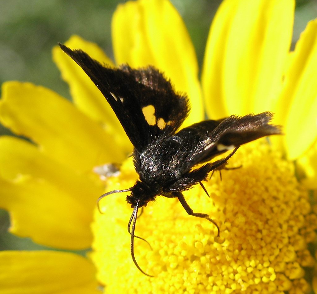 Thyris fenestrella melanica