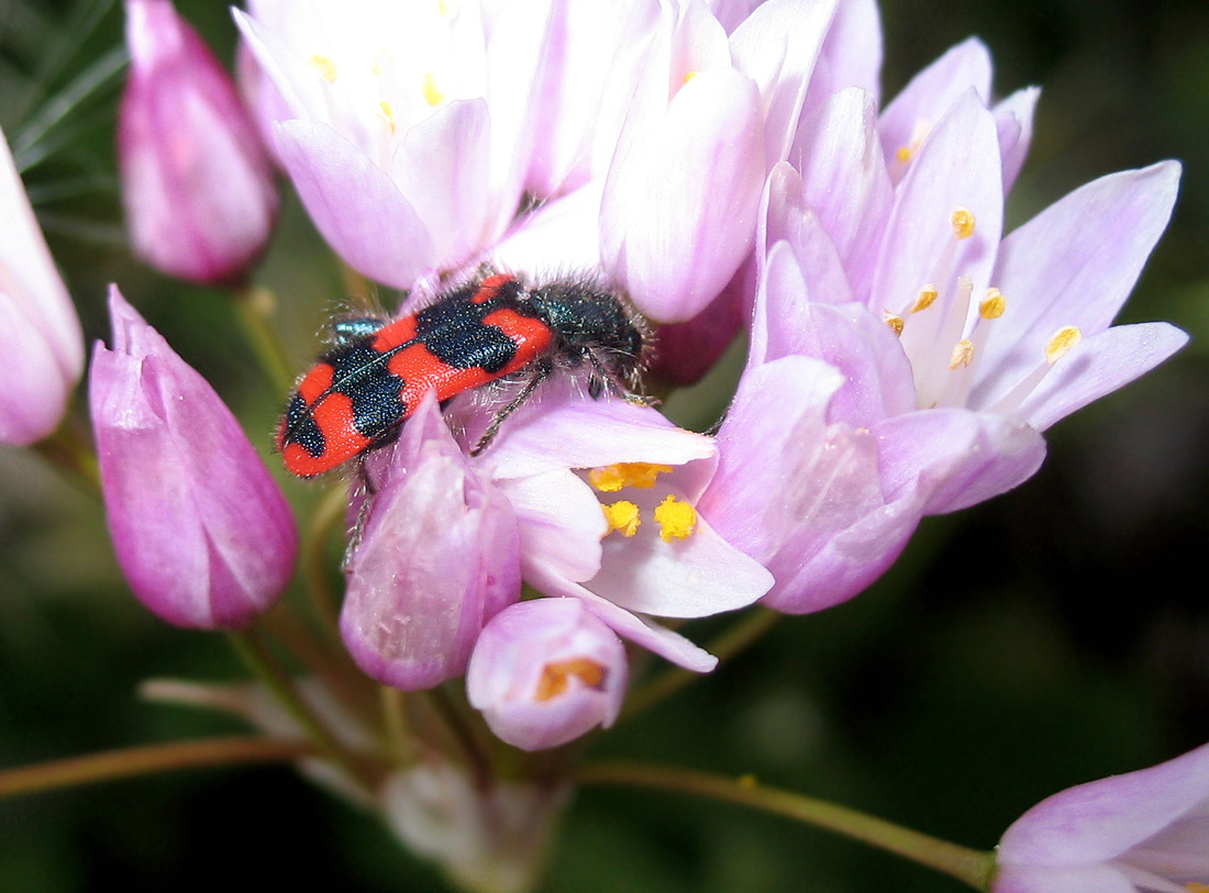 Trichodes alvearius