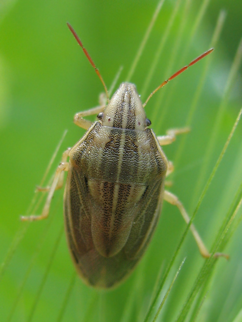 Aelia acuminata