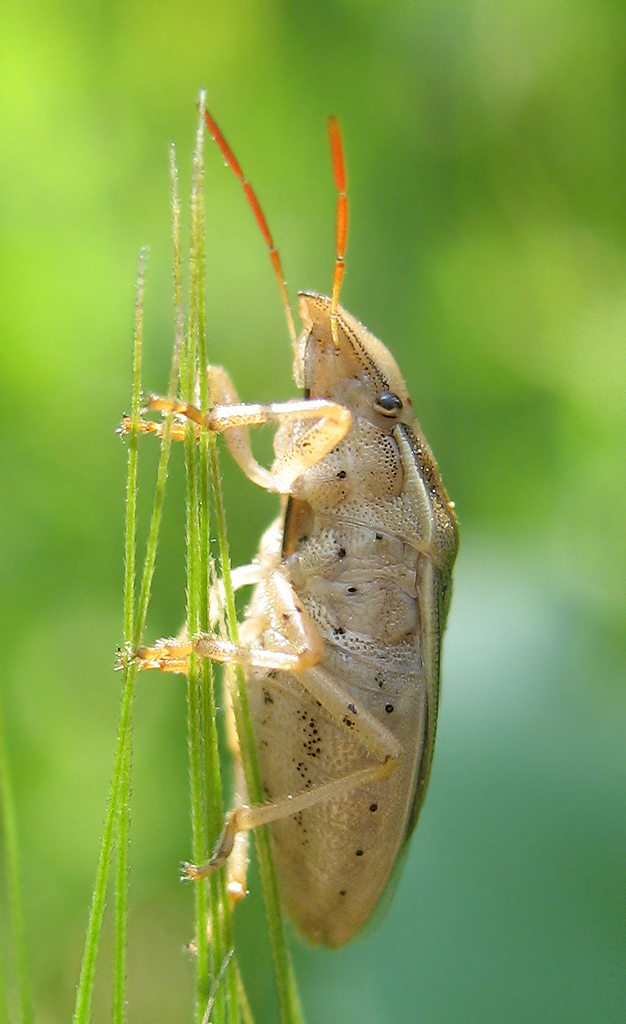 Aelia acuminata