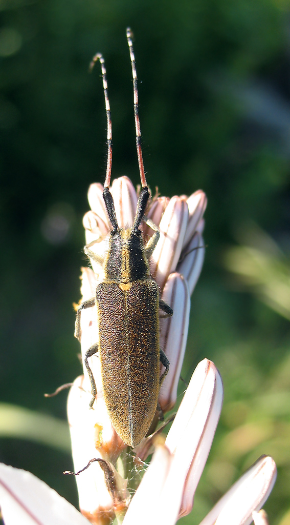 Il ritorno di un piccolo amico: Agapanthia asphodeli