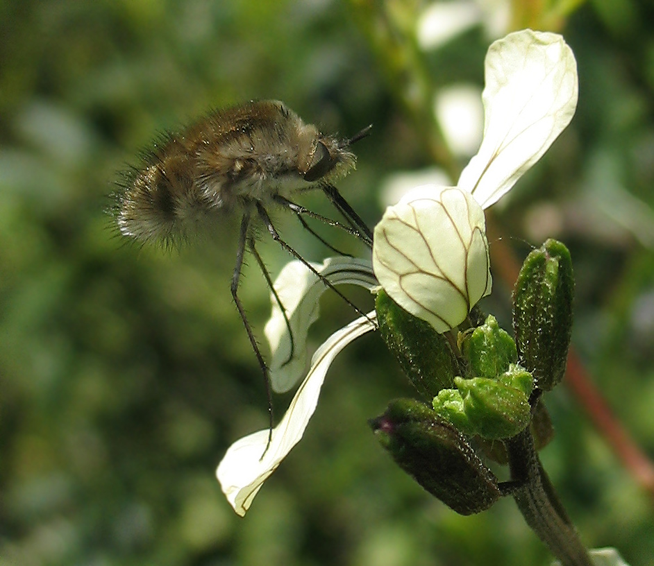 Bombylius sp. e Bombilius major.