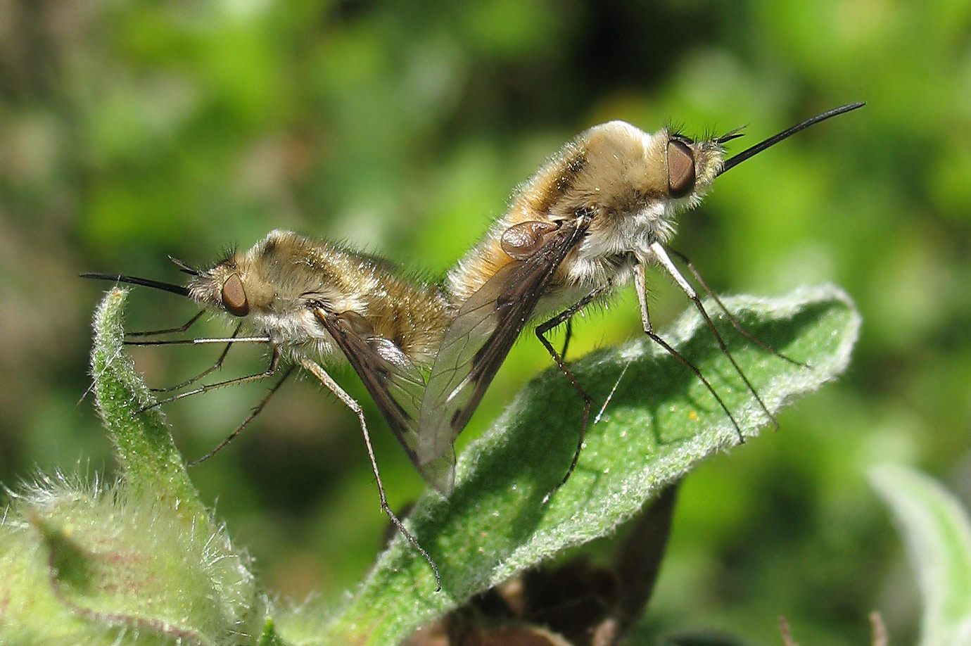 Bombylius sp. e Bombilius major.