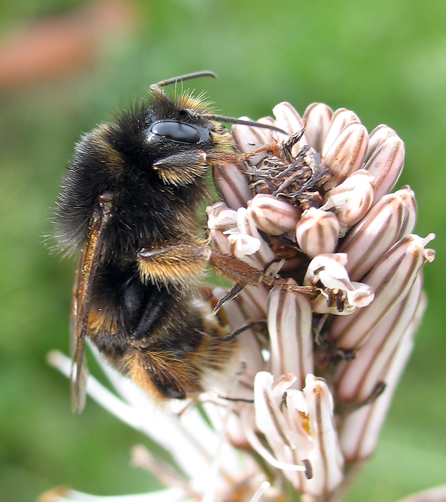 Un altro Bombus