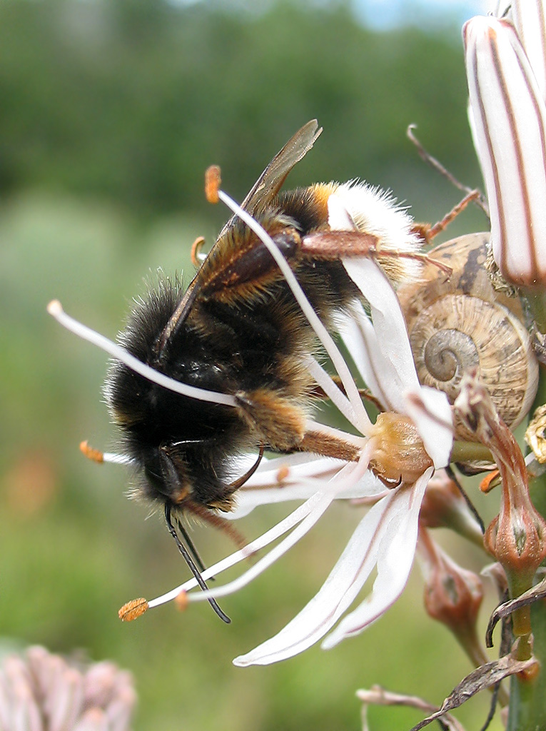 Un altro Bombus