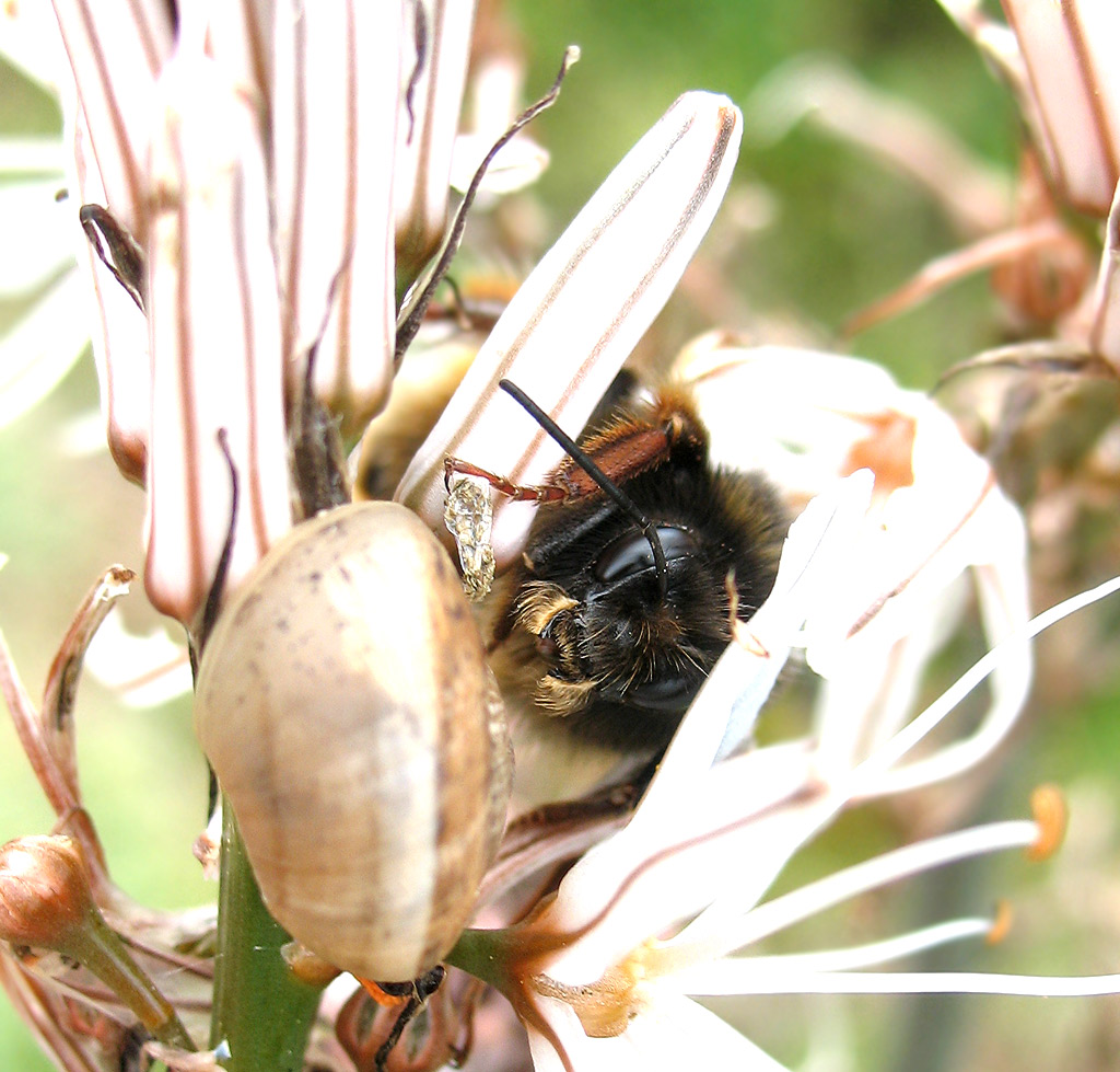 Un altro Bombus