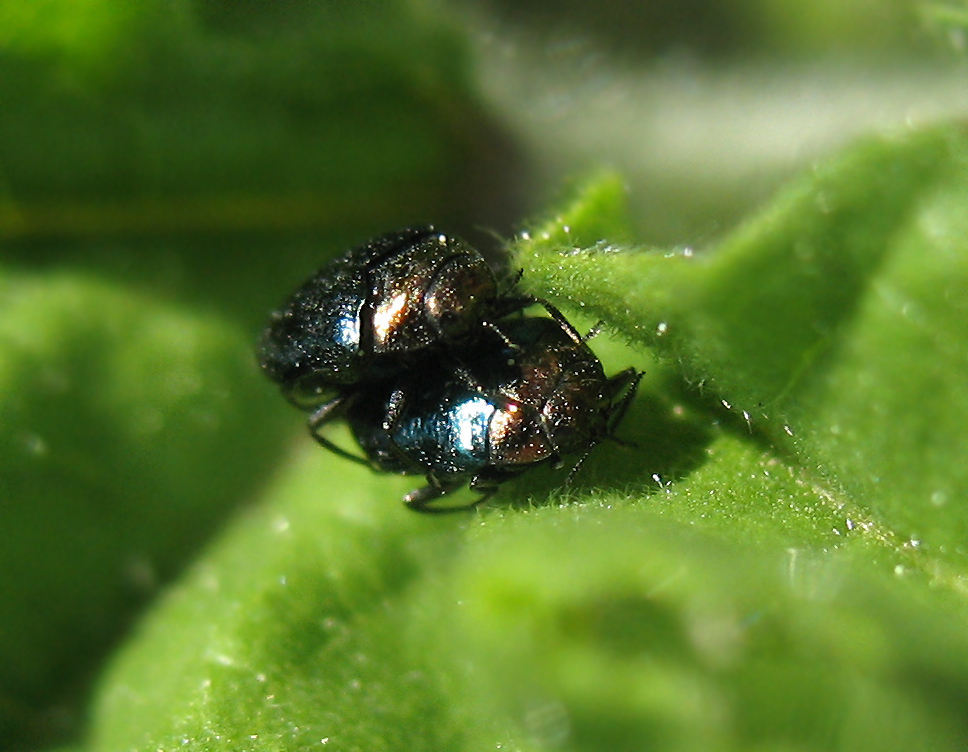 Tre millimetri di Buprestidae: Trachys troglodytiformis