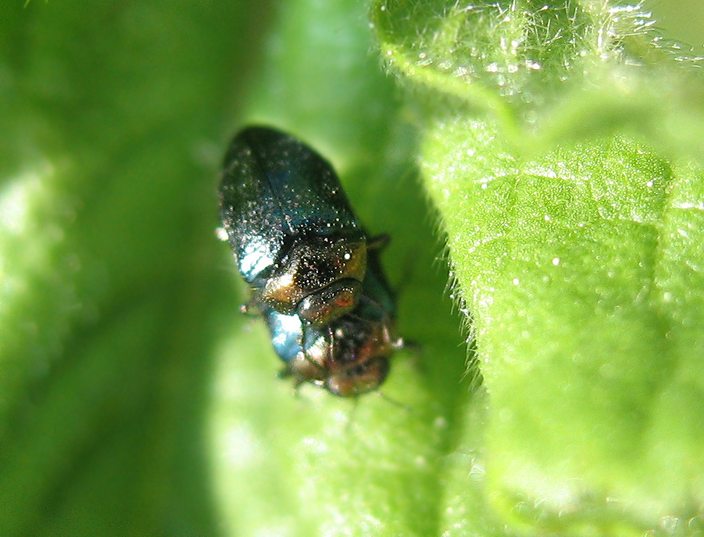 Tre millimetri di Buprestidae: Trachys troglodytiformis