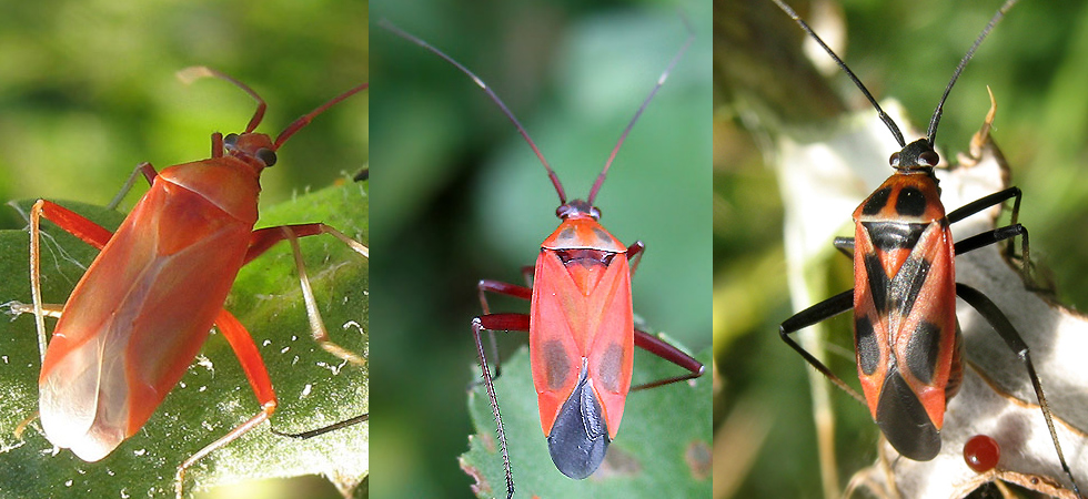 Calocoris cresce
