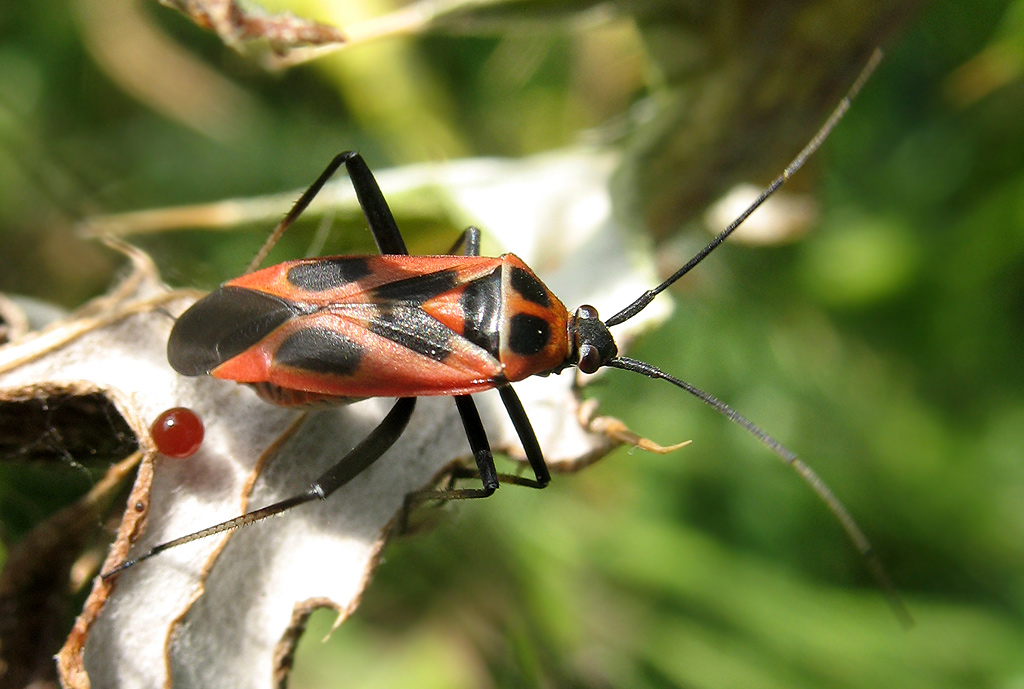 adulto neo-sfarfallato di Calocoris sp.