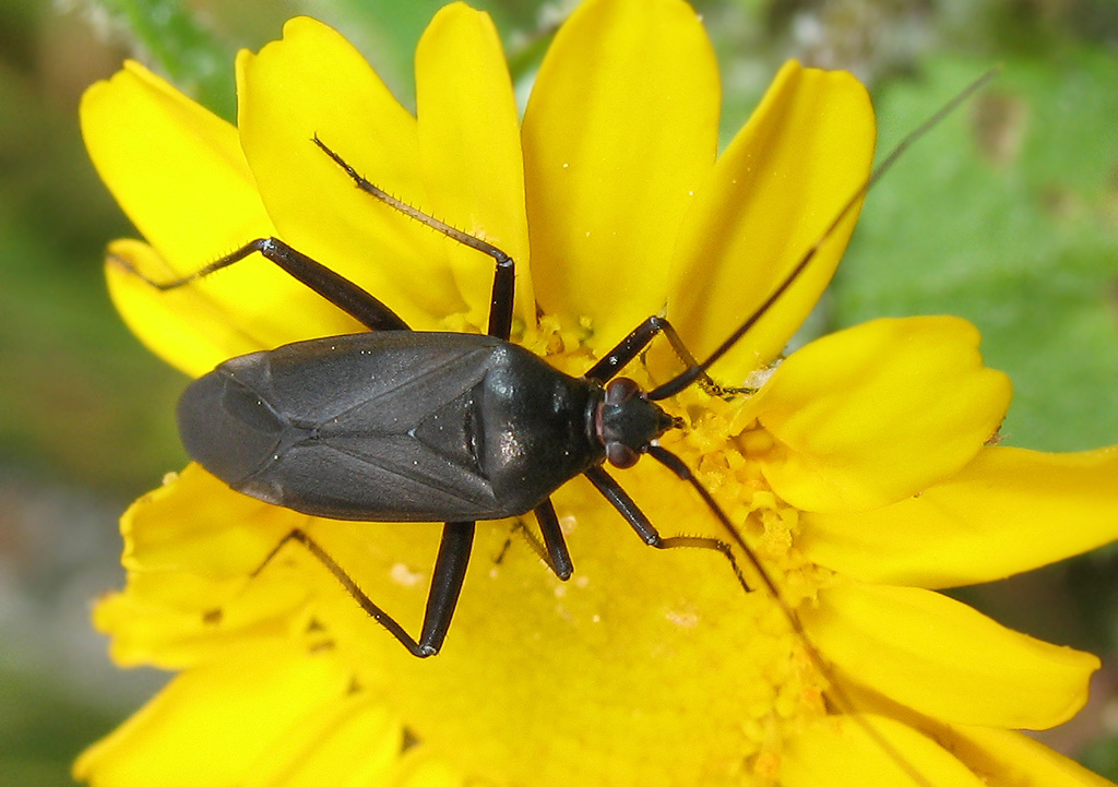 Calocoris nemoralis f picea