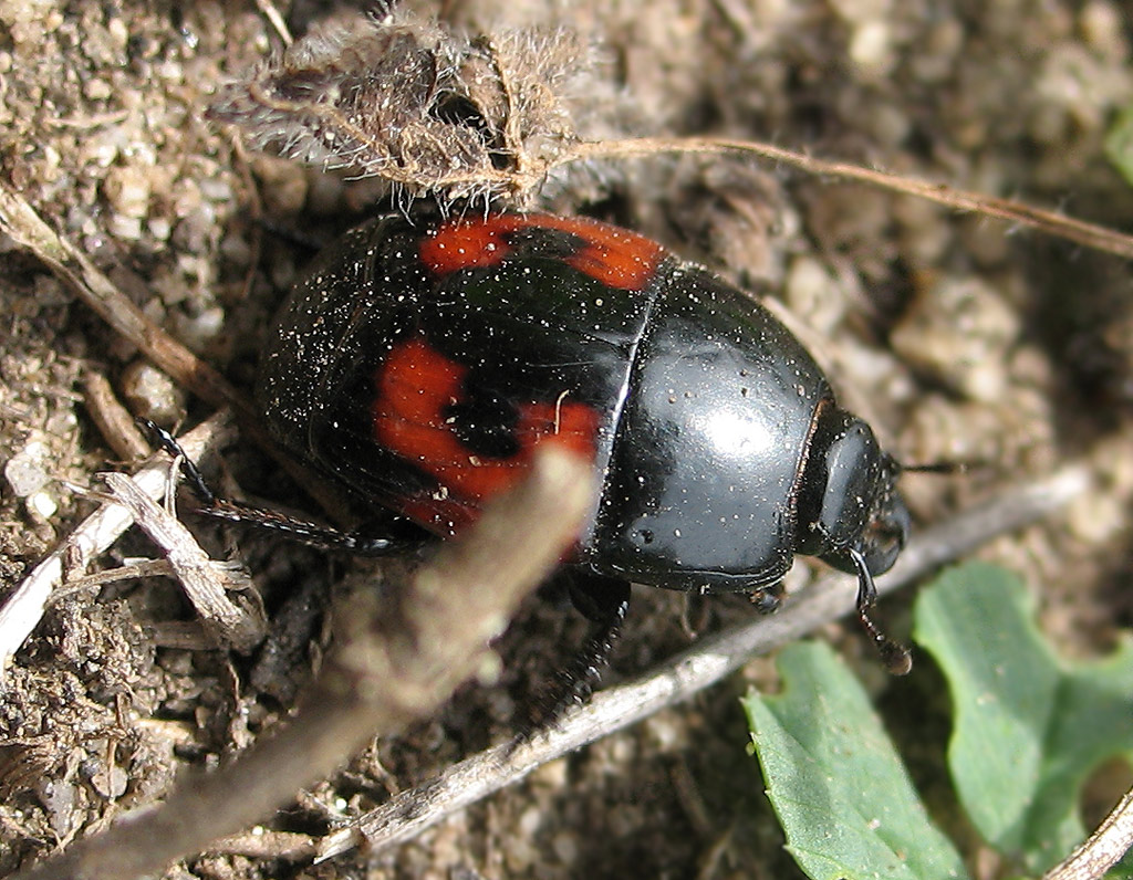 Carabidae? No. Hister quadrimaculatus