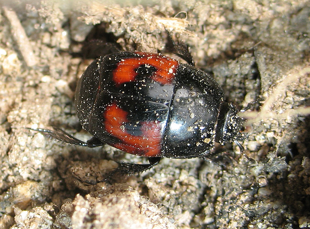 Carabidae? No. Hister quadrimaculatus