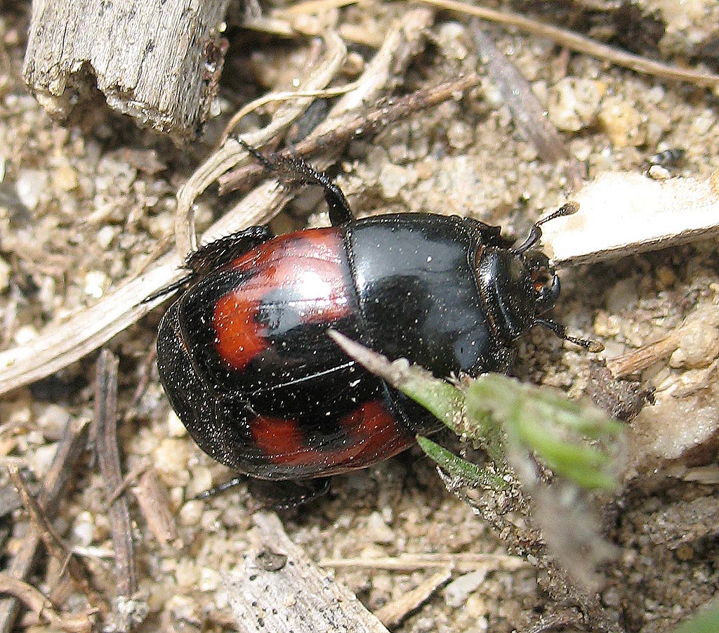 Carabidae? No. Hister quadrimaculatus