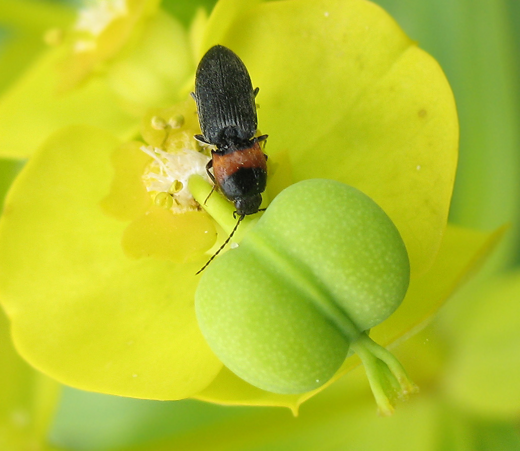 ancora Cardiophorus collaris!