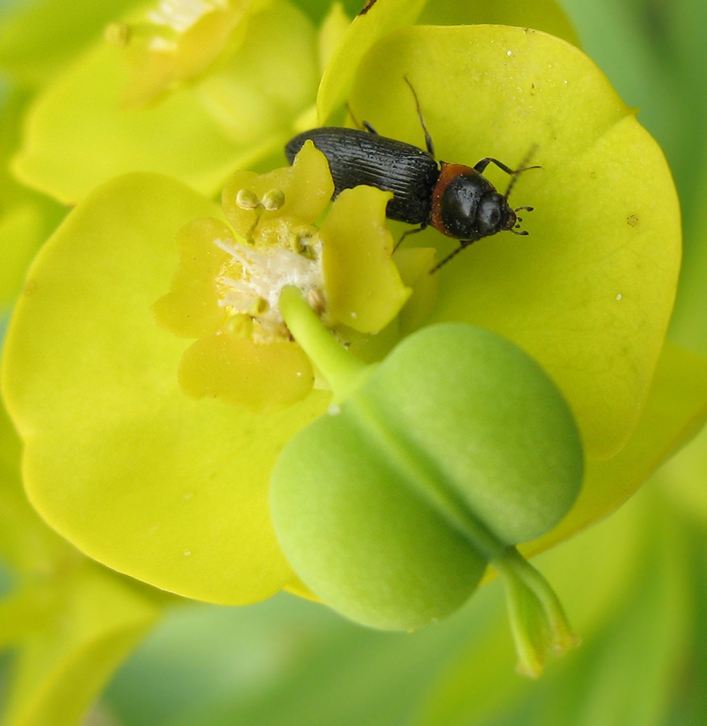 ancora Cardiophorus collaris!