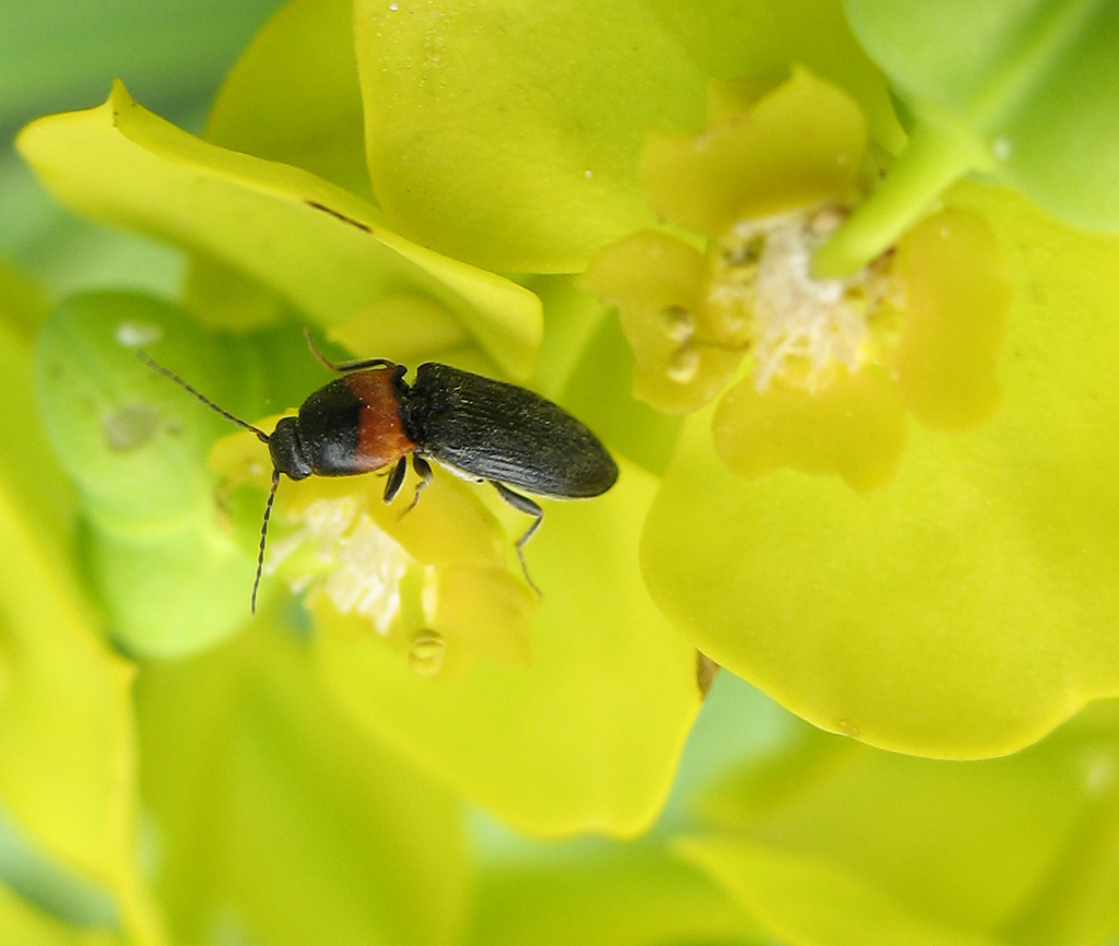 ancora Cardiophorus collaris!