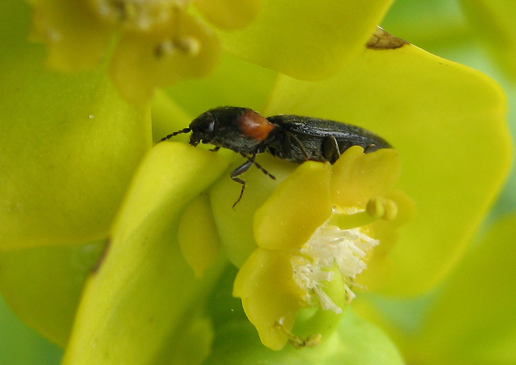 ancora Cardiophorus collaris!