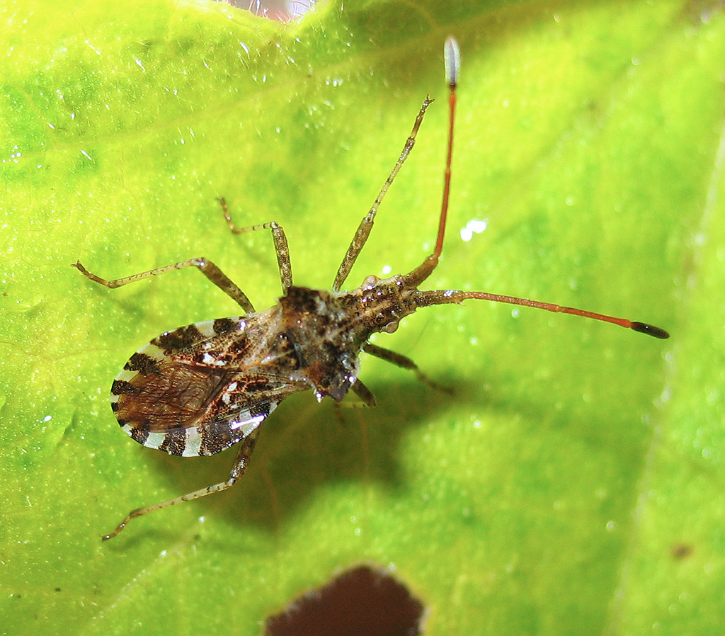 Centrocoris sp.