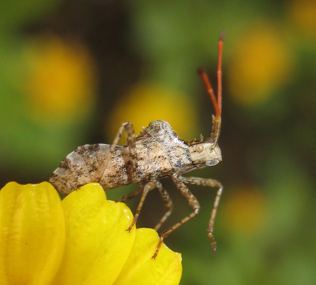 Centrocoris sp.