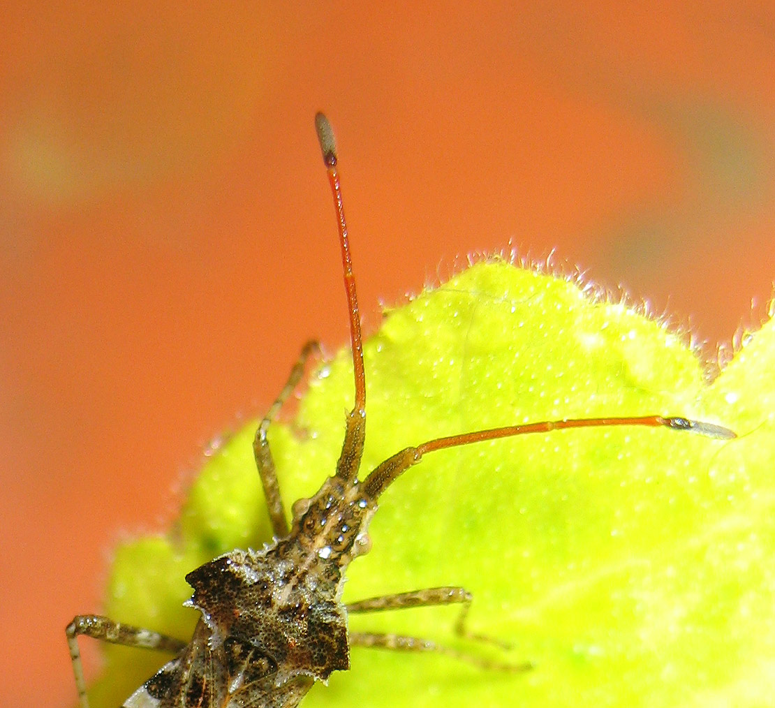 Centrocoris sp.