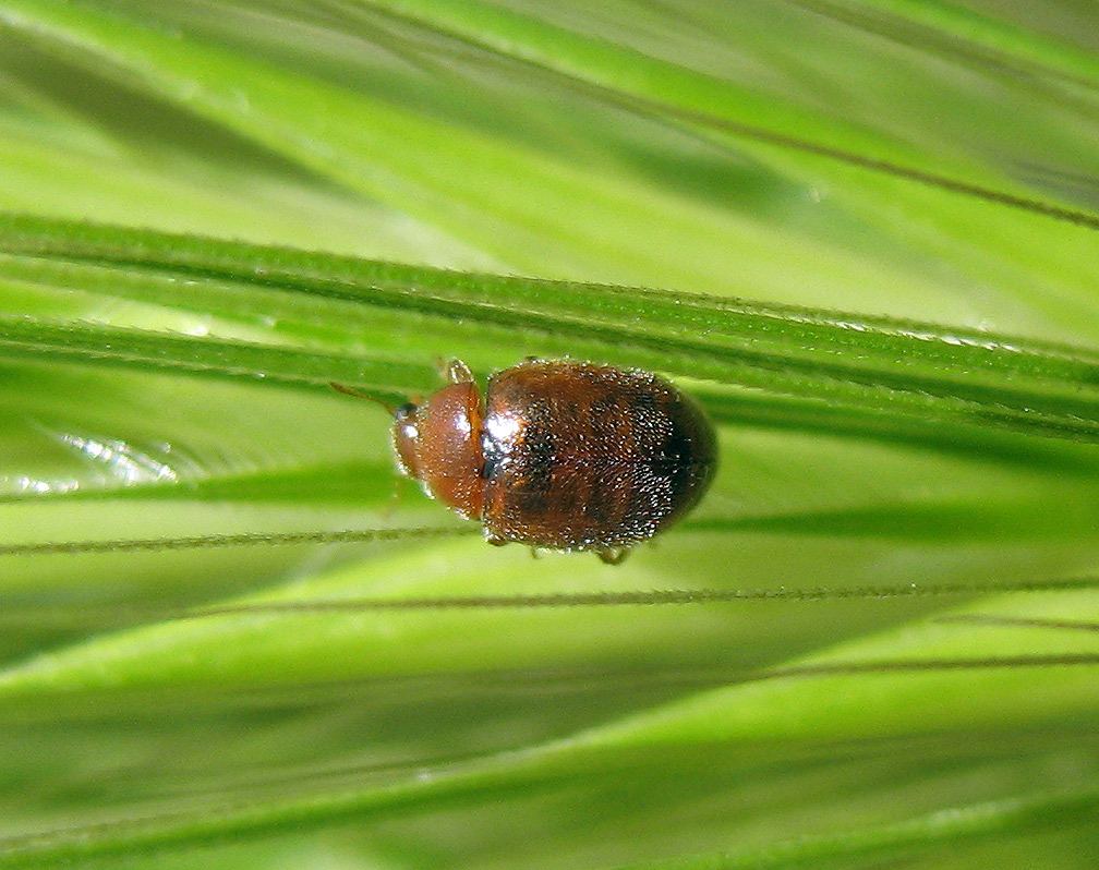 Chrysomelidae Alticini?