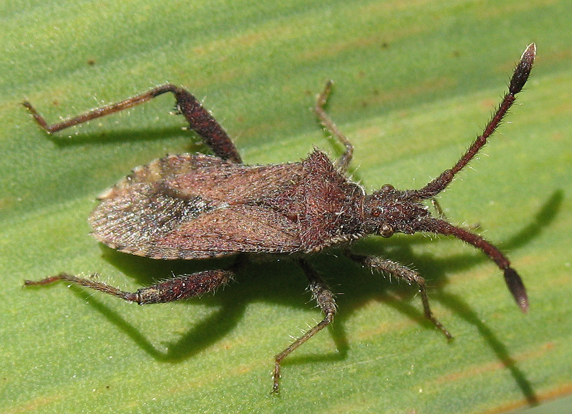 Coriomeris hirticornis