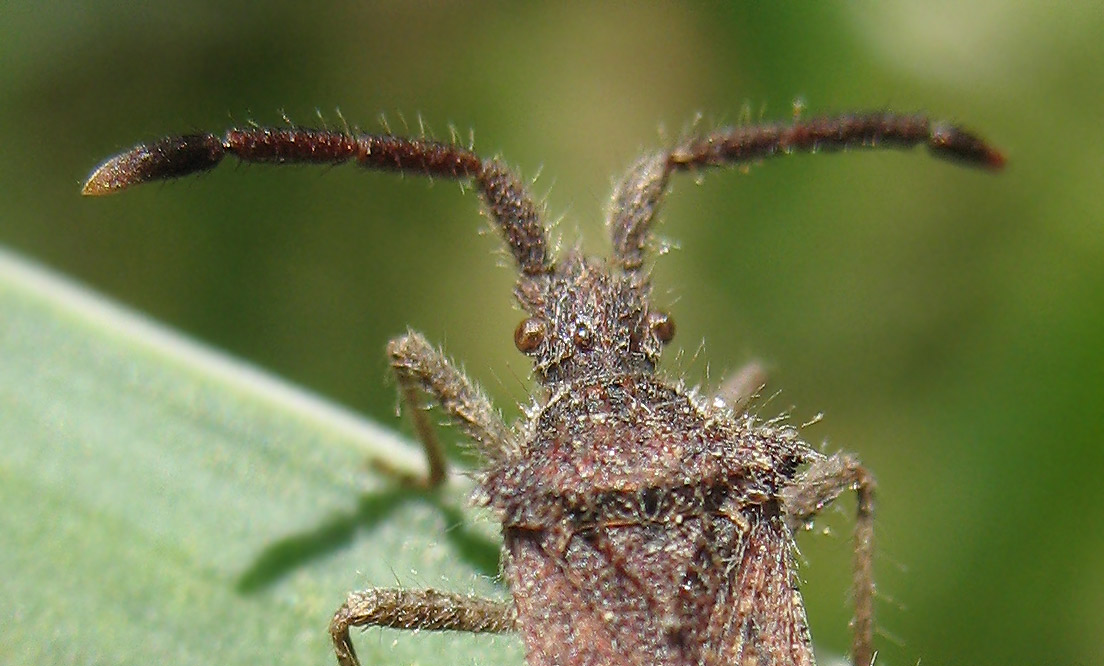 Coriomeris hirticornis