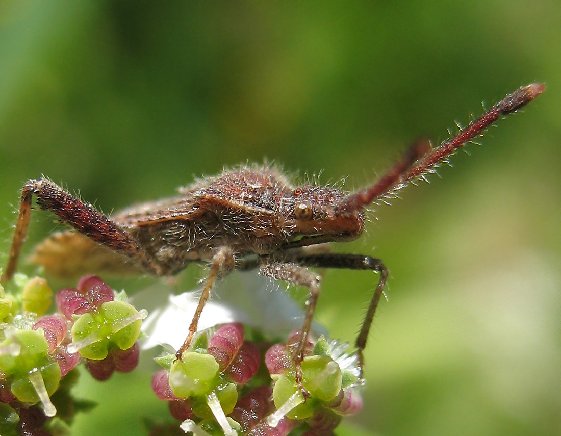 Coriomeris hirticornis