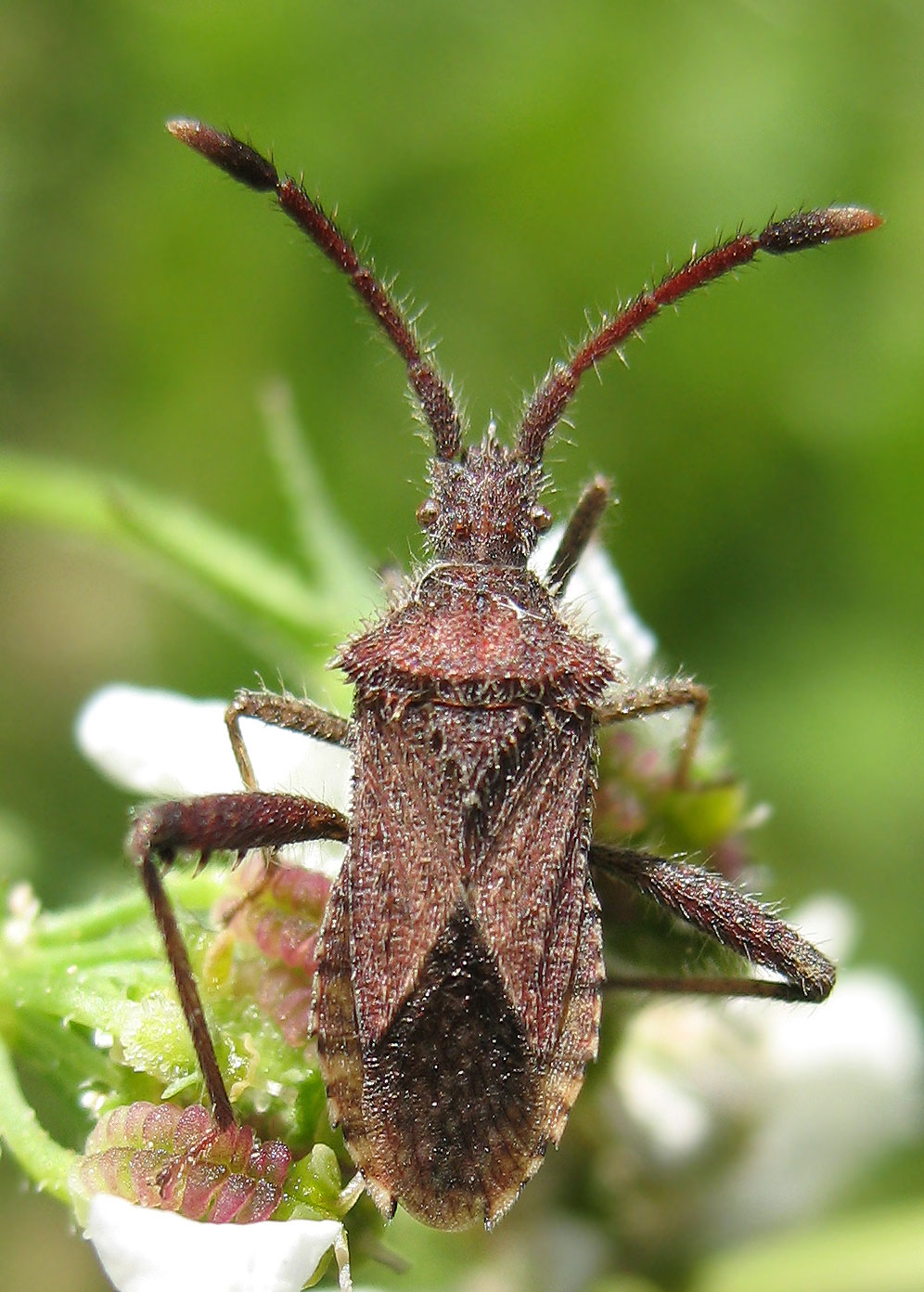 Coriomeris hirticornis