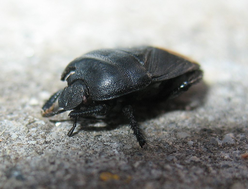 Cydnus aterrimus