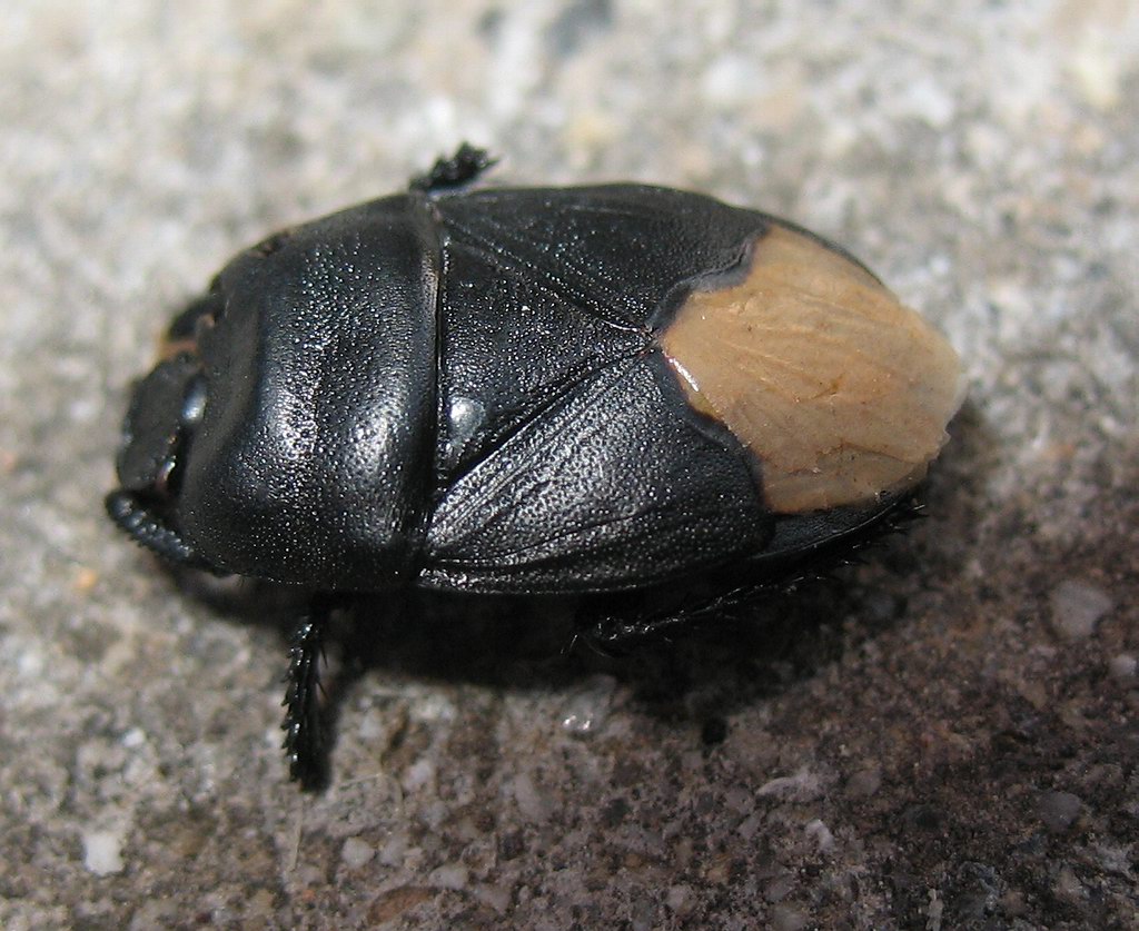 Cydnus aterrimus