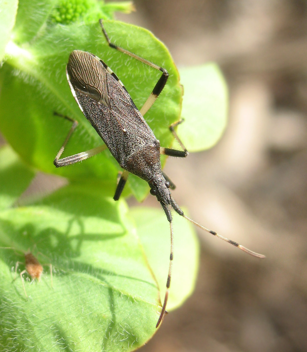 Dicranocephalus albipes (Stenocephalidae)
