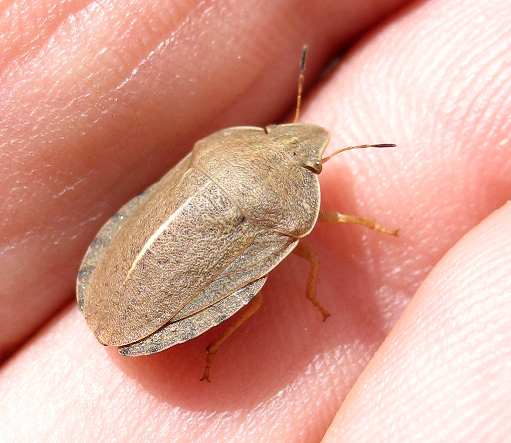 Eurygaster austriaca