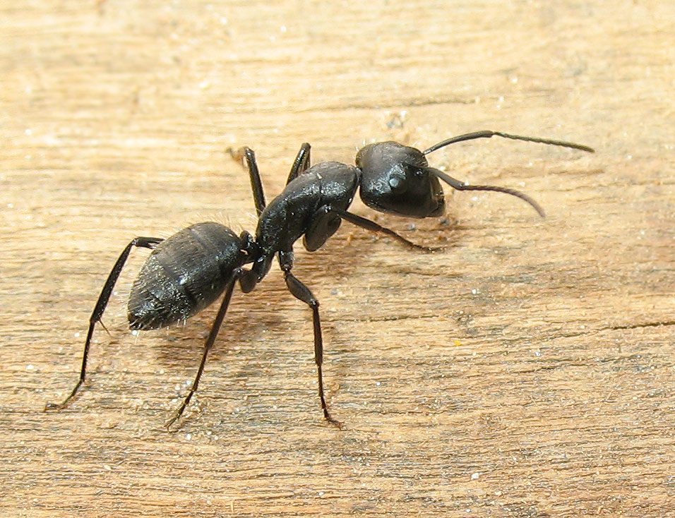 Grossa formica nera